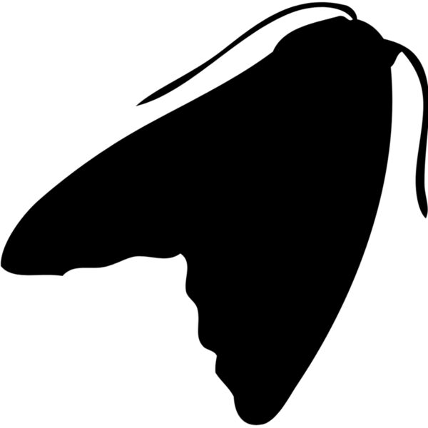 Moth Silhouette 4 Thumbnail
