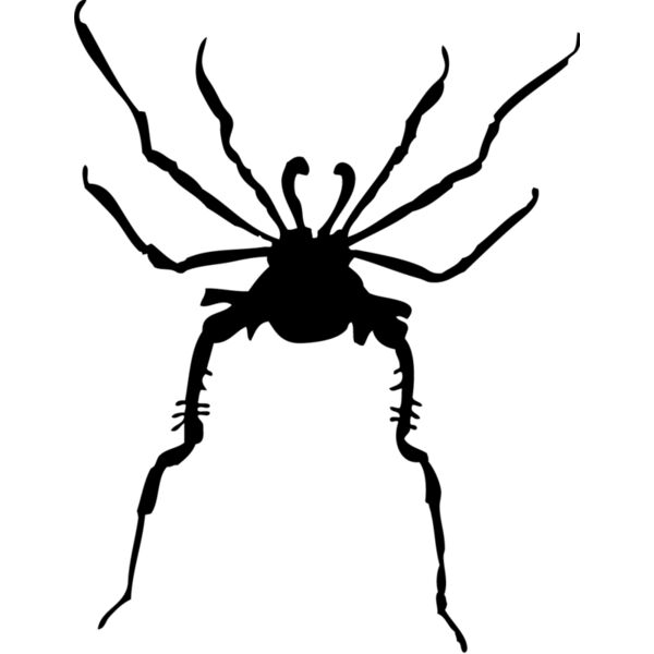 Spider Silhouette 11 Thumbnail