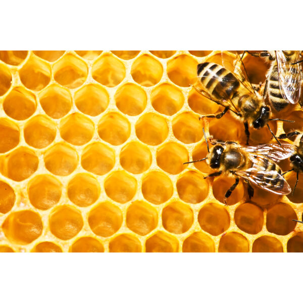 Bee Hive Background 1 Thumbnail